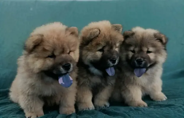 Wzorcowy Chow Chow piękna budowa rodzice FCI 2