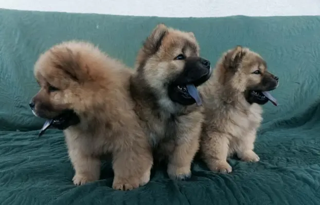 Wzorcowy Chow Chow piękna budowa rodzice FCI 3