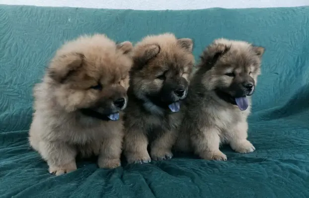 Wzorcowy Chow Chow piękna budowa rodzice FCI 4
