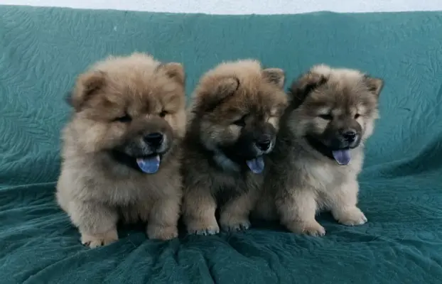 Wzorcowy Chow Chow piękna budowa rodzice FCI 5