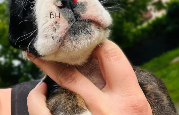 Przepiękny piesek Pregowany 5