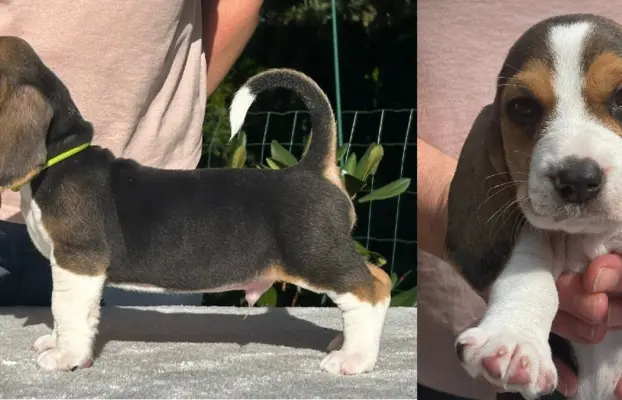 Basset Artezyjsko-Normandzki - jedyny miot w Polsce !!! 2