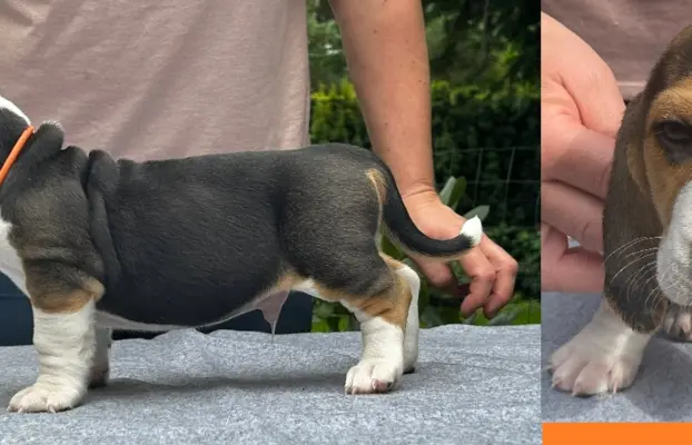 Basset Artezyjsko-Normandzki - jedyny miot w Polsce !!! 3