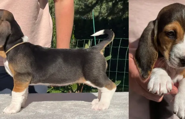 Basset Artezyjsko-Normandzki - jedyny miot w Polsce !!! 4