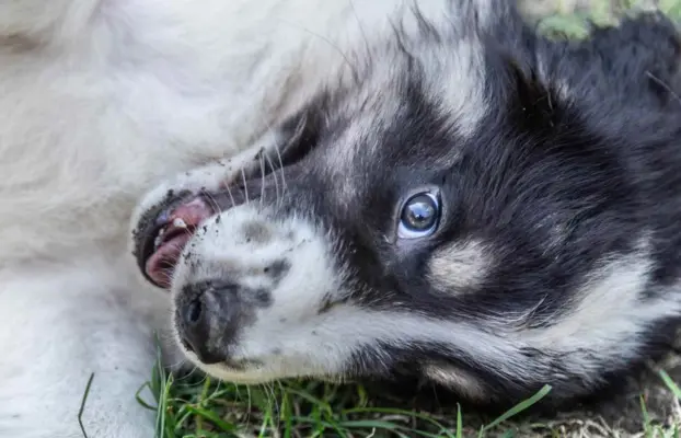Szczeniaki pies pasterski pies rodzinny Tornjak 3