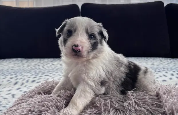 Szczeniaki Border Collie 1