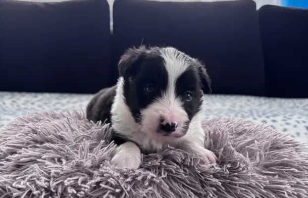 Szczeniaki Border Collie 2