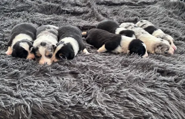 Szczeniaki Border Collie 6