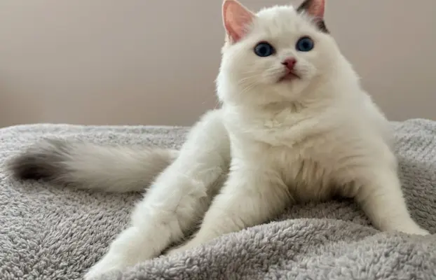 Cudowna kotka Ragdoll - Coco (seal bicolour tortie) FPL/FIFe 1