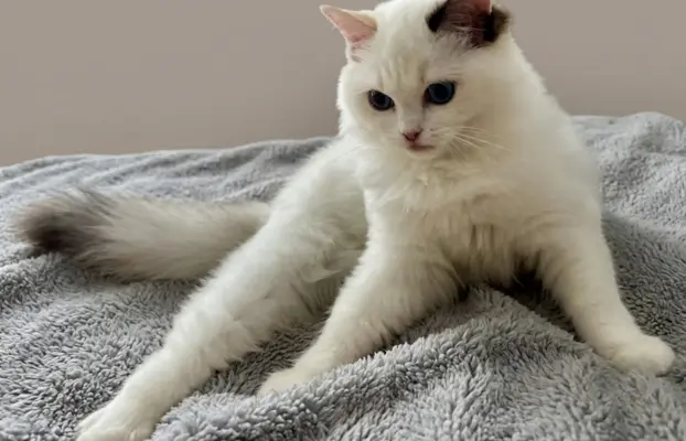 Cudowna kotka Ragdoll - Coco (seal bicolour tortie) FPL/FIFe 2