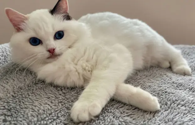 Cudowna kotka Ragdoll - Coco (seal bicolour tortie) FPL/FIFe 3