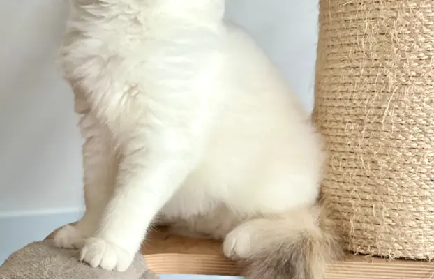 Cudowna kotka Ragdoll - Coco (seal bicolour tortie) FPL/FIFe 4