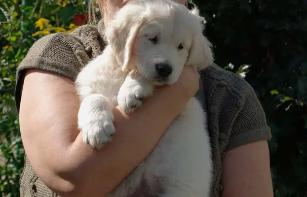 Sprzedam szczenię golden retriever pies ZkwP/FCI 1