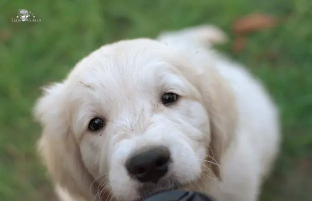 Sprzedam szczenię golden retriever pies ZkwP/FCI 2