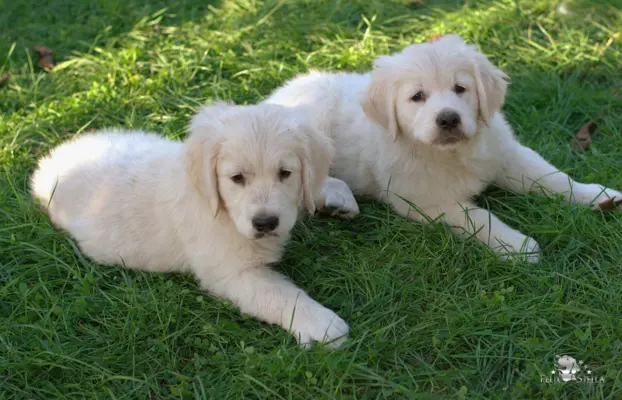 Sprzedam szczenię golden retriever pies ZkwP/FCI 4