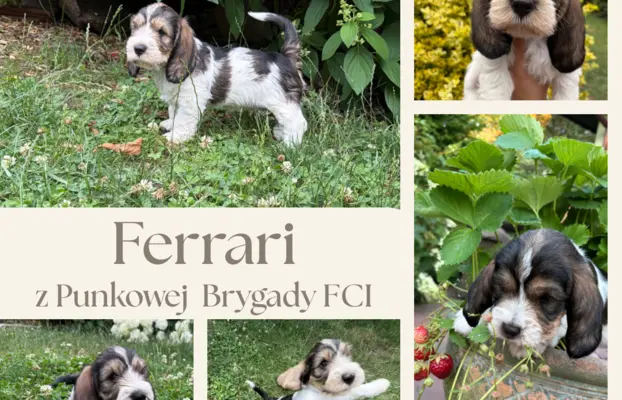Wesoły szczeniak Petit basset griffon vendeen PBGV 2