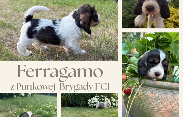 Wesoły szczeniak Petit basset griffon vendeen PBGV 1