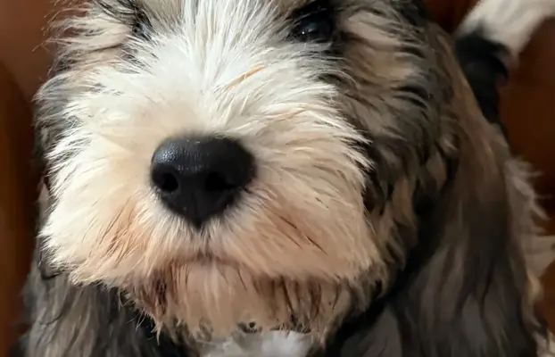 Wesoły szczeniak Petit basset griffon vendeen PBGV 2