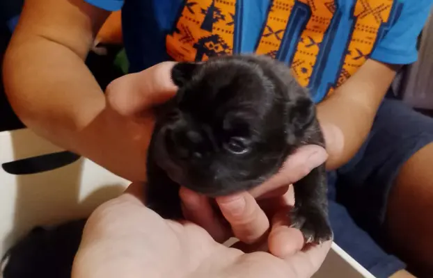 Buldog Francuski piękne szczenięta! 3