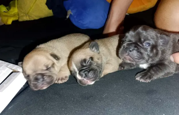 Buldog Francuski piękne szczenięta! 4