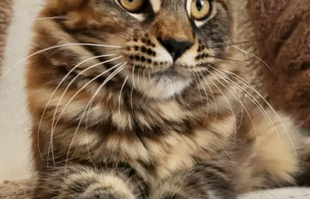 Kocięta Maine Coon 1