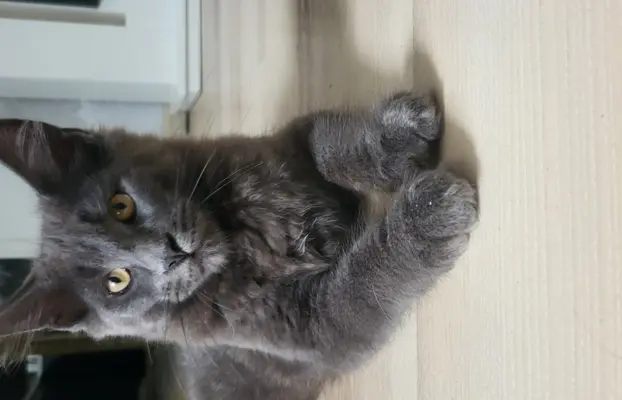 Kocięta Maine Coon 3