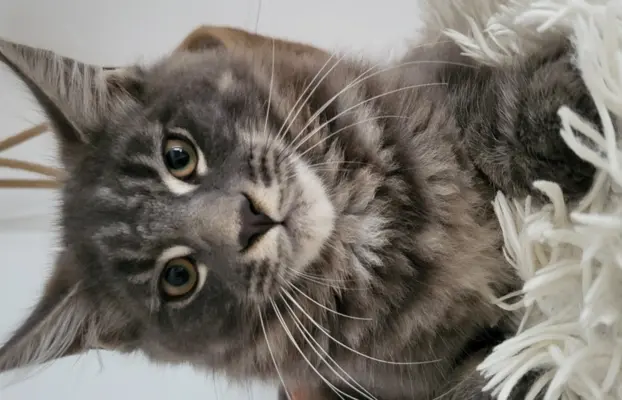 Kocięta Maine Coon 3