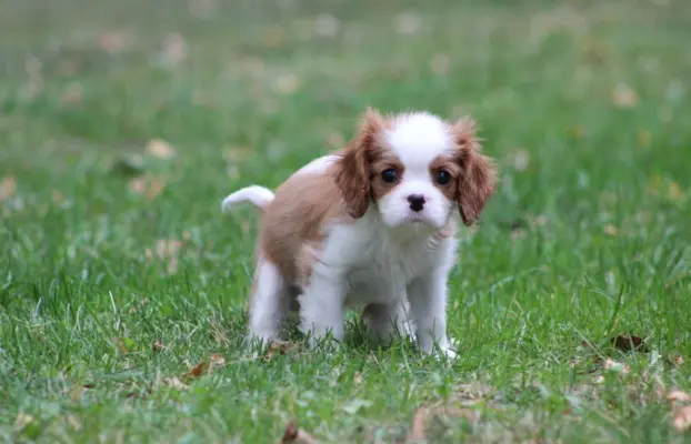 Cavalier King Charles Spaniel-szczeniaczek ZKwP 2