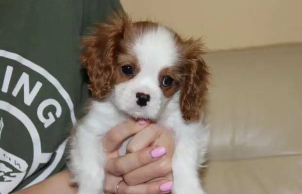 Cavalier King Charles Spaniel-szczeniaczek ZKwP 1