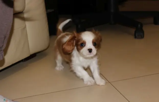 Cavalier King Charles Spaniel-szczeniaczek ZKwP 3