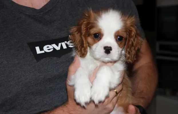 Cavalier King Charles Spaniel-szczeniaczek ZKwP 4