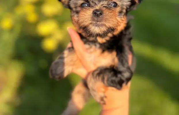 Sprzedam yorkshire terrier piesek 1