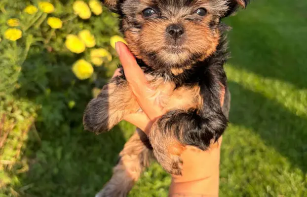 Sprzedam yorkshire terrier piesek 2