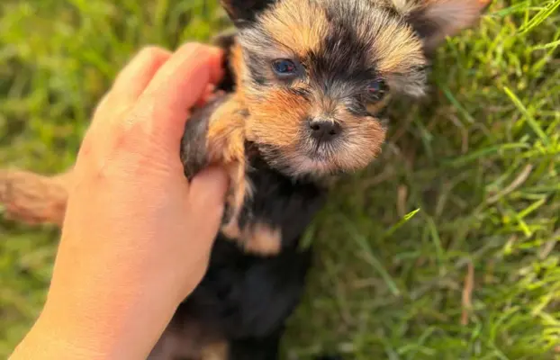Sprzedam yorkshire terrier piesek 5