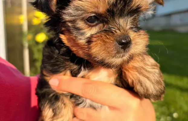 Sprzedam yorkshire terrier piesek 6