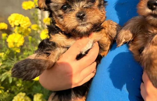 Sprzedam yorkshire terrier piesek 7