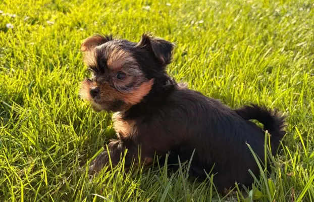 Sprzedam yorkshire terrier piesek 8