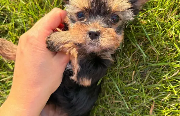 Sprzedam yorkshire terrier piesek 9