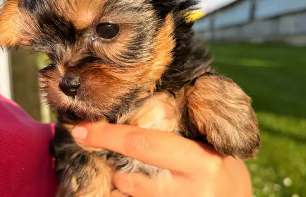 Sprzedam yorkshire terrier suczki 4