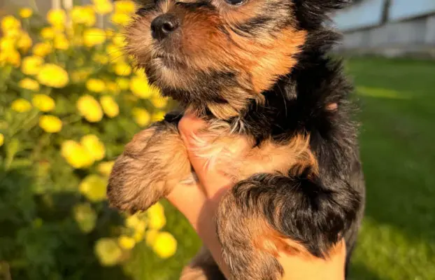 Sprzedam yorkshire terrier suczki 5