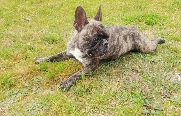 Buldog Francuski piękne szczenięta! 5