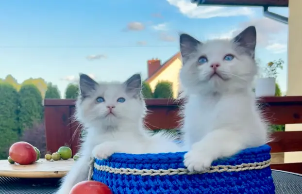 Ragdoll kocurek, kociątko, kotek 1