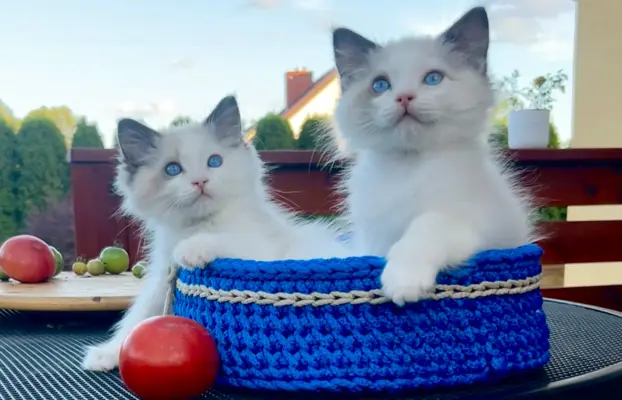 Ragdoll kocurek, kociątko, kotek 1