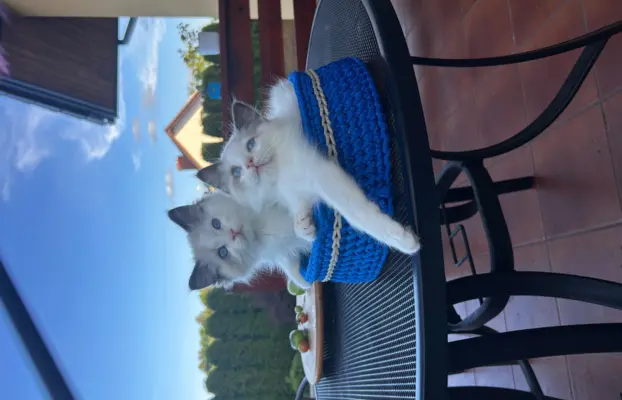 Ragdoll kocurek, kociątko, kotek 3