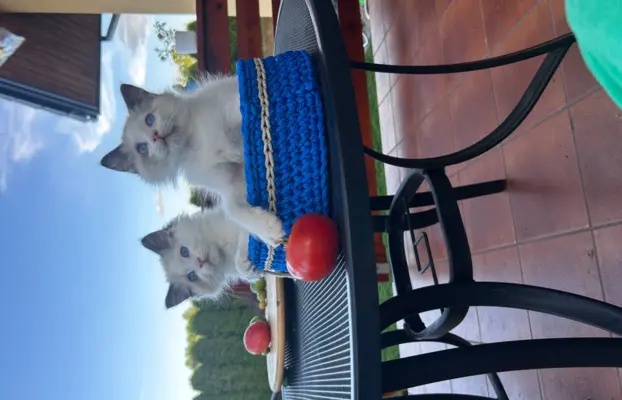 Ragdoll kocurek, kociątko, kotek 4