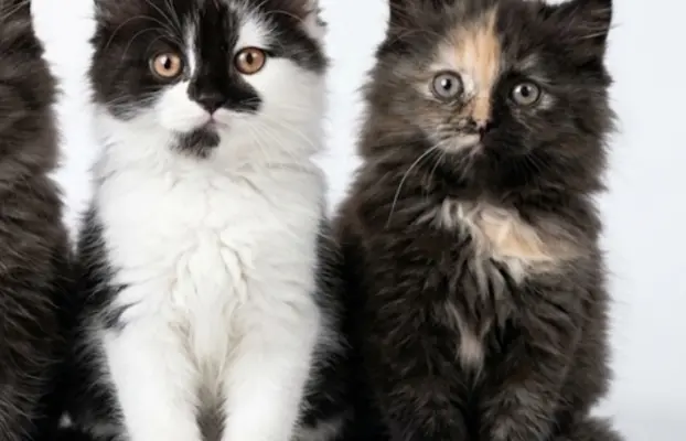 Maine Coon kotki 1