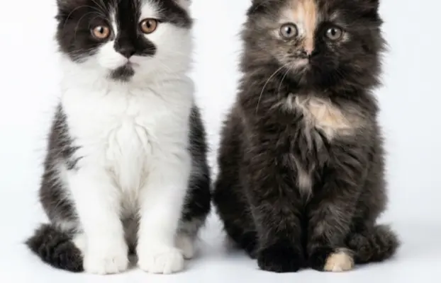 Maine Coon kotki 2