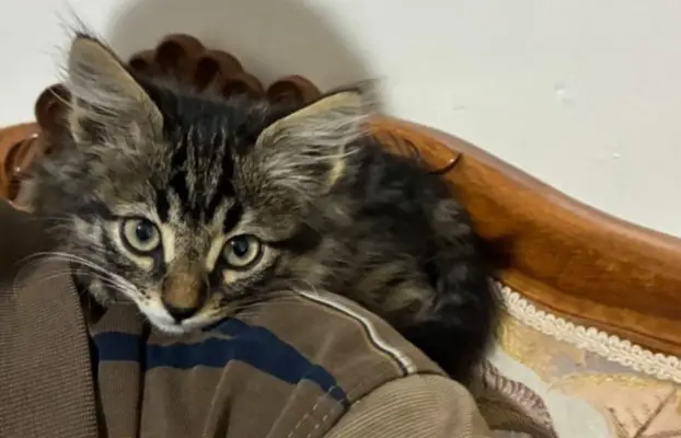 Maine Coon kotki 3