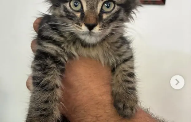 Maine Coon kotki 4