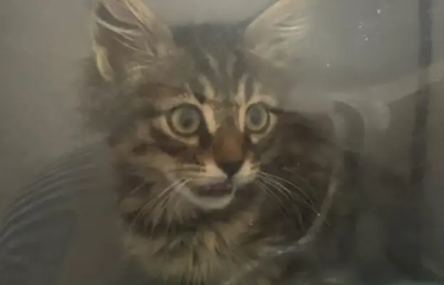 Maine Coon kotki 5